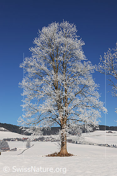 Foto: Einzelbaum mit Raureif in sonniger Winterlandschaft mit Dorf und Wald im Hintergrund.