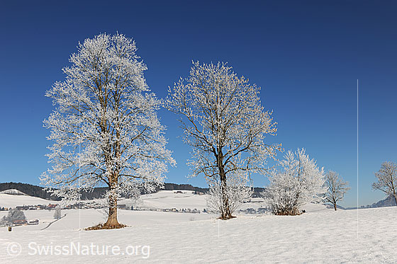Foto: Bäume mit Raureif in schneebedecktem Emmental.