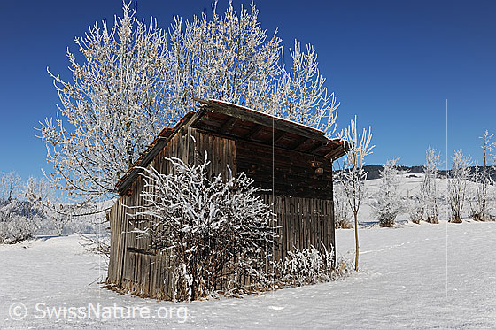 Foto: Schuppen umgeben von Bäumen und Sträuchern mit Raureif. Im Hintergrund ist eine Hecke zu sehen. Die Landschaft ist schneebedeckt.