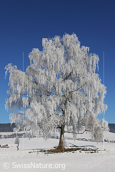 Foto: Mächtige Birke mit einer dicken Schicht Raureif überzogen. Die Landschaft ist schneebedeckt und der Himmel blau.