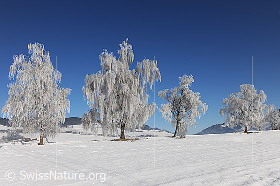 Foto: Baumreihe in schneebedeckter, sonniger Landschaft. An den Bäumen (Birken) hat sich Raureif gebildet.