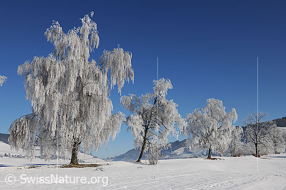 Foto: Baumreihe in Raureiflandschaft. An den Birken hat sich starker Raureif gebildet. Der Boden ist schneebedeckt und der Himmel blau.