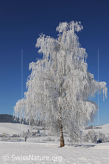 Foto: Starker Raureif an Birke in sonniger Winterlandschaft.