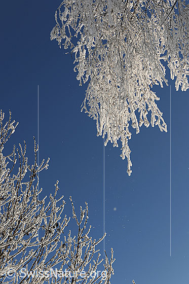 Foto: Äste mit Raureifschicht. Mit Raureif überzogene Äste und blauer Himmel.