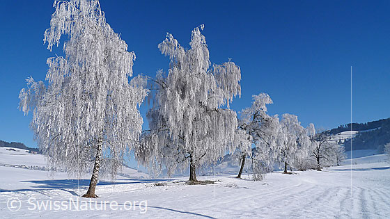 Foto: Baumreihe mit Birken, an welchen sich starker Raureif gebildet hat. Der Boden ist schneebedeckt und der Himmel blau.