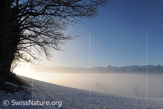 Foto: Hecke auf dem schneebedeckten Belpberg und Nebelmeer über dem Aaretal. Im Hintergrund ist die Stockhornkette zu sehen.