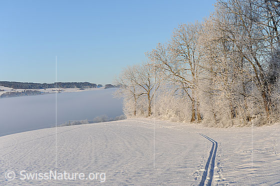 Foto: Hecke in Winterlandschaft mit Nebelmeer. An den Bäumen hat sich Raureif gebildet.