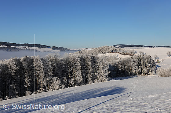 Foto: Wälder und Hecke mit Raureif in Winterlandschaft auf dem Belpberg. Zwischen den Hügelzügen liegt ein Nebelmeer.