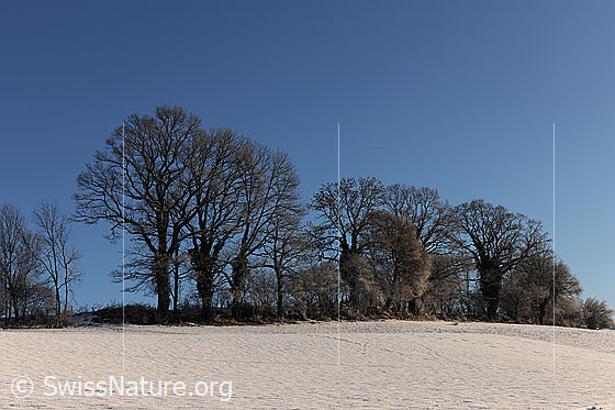 Foto: Hecke in schneebedeckter Landschaft.
