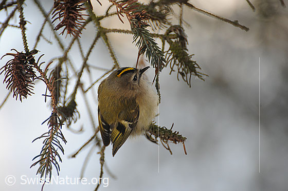 Foto: Wintergoldhähnchen (auch Gelbköpfiges Goldhähnchen) auf Fichtenzweig sitzend.