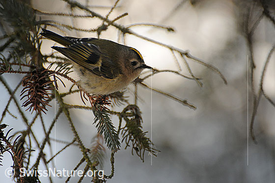 Foto: Wintergoldhähnchen (auch Gelbköpfiges Goldhähnchen) auf Fichtenzweig sitzend.