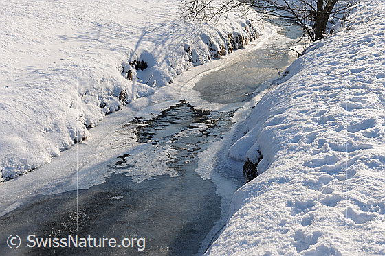 Foto: Zugefrorener Bach. Die Eisdecke ist unterschiedlich dick und weist eine offene Stelle auf.