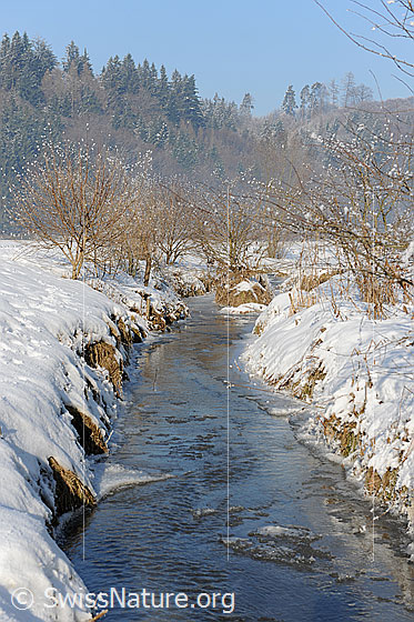Foto: Sträucher an zugefrorenem Bach. Wenig Wasser fliesst über die Eisoberfläche. Das Ufer ist schneebedeckt.