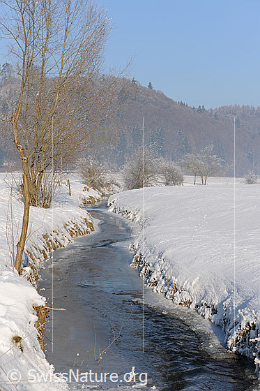 Foto: Ufergehölz an zugefrorenem Bach. An einzelnen Stellen tritt Wasser an die Eisoberfläche. Das Ufer ist schneebedeckt.