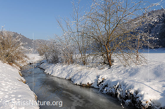 Foto: Winterlandschaft mit zugefrorenem Bach und einer Hecke dem Ufer entlang. Die Sträucher spiegeln sich schwach im Wassereis.