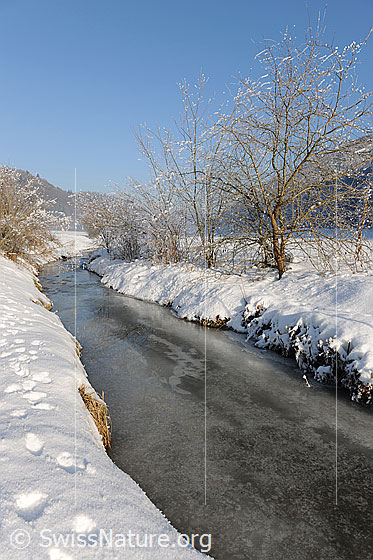 Foto: Ufergehölz und Schnee an zugefrorenem Bach.