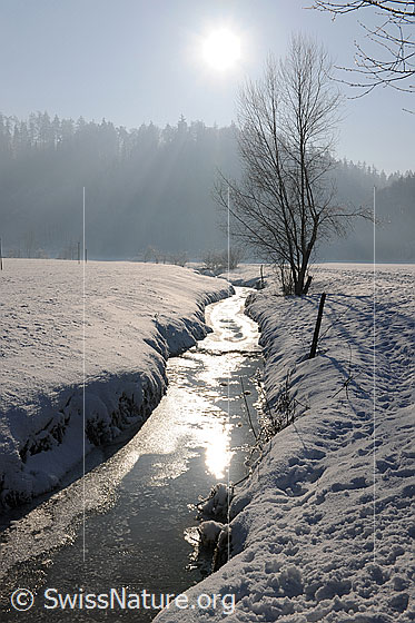 Foto: Strauch an zugefrorenem Bach im Gegenlicht. Die Sonne scheint auf die Eisoberfläche und lässt das Wassereis glänzen.