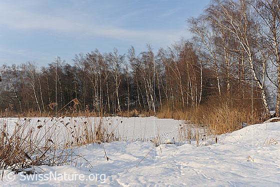 Foto: Gerzensee im Winter.
Auenwald und Schilf am Ufer des Gerzensee. Der See ist gefroren und schneebedeckt.