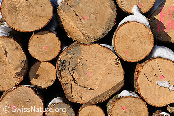 Foto: Gestapeltes Rundholz.