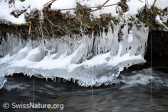 Foto: Eisgebilde am Bachufer (Eisbirnen). Kleine Eiszapfen der Eisskulptur befindet sich dicht über dem fliessenden Wasser.