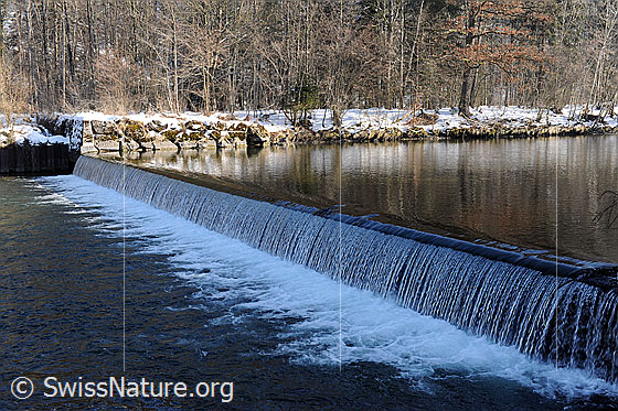 Foto: Flussschwelle in der Emme und Auenwald im Hintergrund.