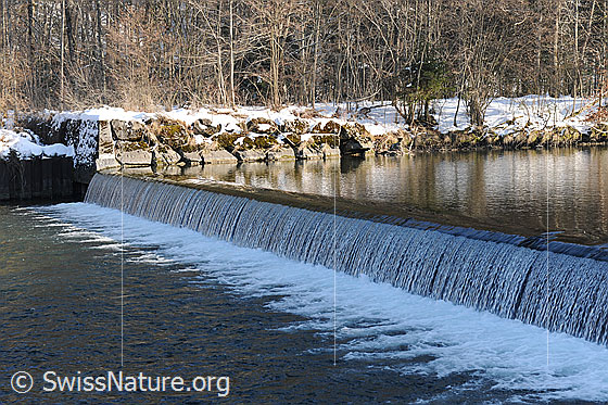 Foto: Schwelle in der Emme und Auenwald im Hintergrund.
