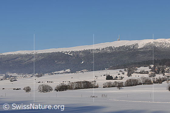 Foto: Chasseral im Winter. Schneebedeckte Ebene unterbrochen durch einige Hecken. Dahinter bewaldeter und verschneiter Chasseral mit Sendemast auf dem Gipfel.