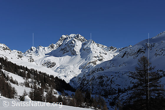 Foto: Ofenhorn und schneebedeckte Berglandschaft des Binntals, Wallis. Im Taleinschnitt zwischen Sonnseite und Schattenseite ragt der markante Berg in den blauen Himmel. Im Vordergrund ist lichter Lärchenwald zu sehen.