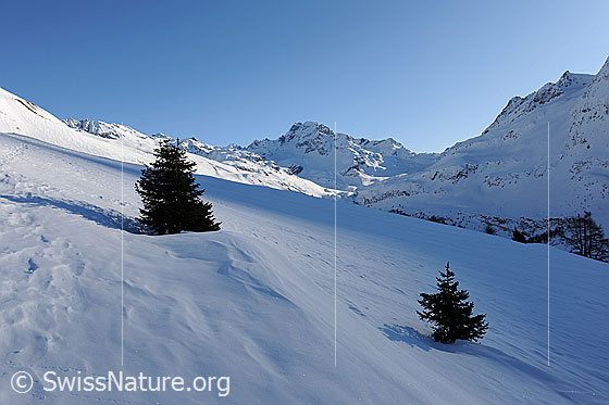 Foto: Schneefläche mit Verwehung, jungen Tannen und Berglandschaft mit Ofenhorn. Licht und Schatten fällt auf die winterliche Berglandschaft.