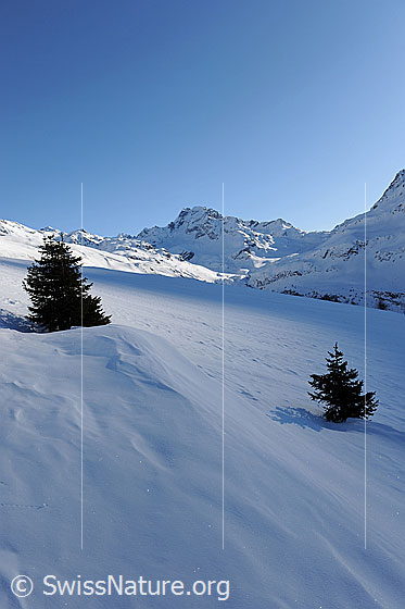 Foto: Junge Tannen im Schnee. Morgenlicht fällt auf die weite Schneefläche mit Schneeverwehung. Die Berglandschaft mit Ofenhorn liegt noch teilweise im Schatten.