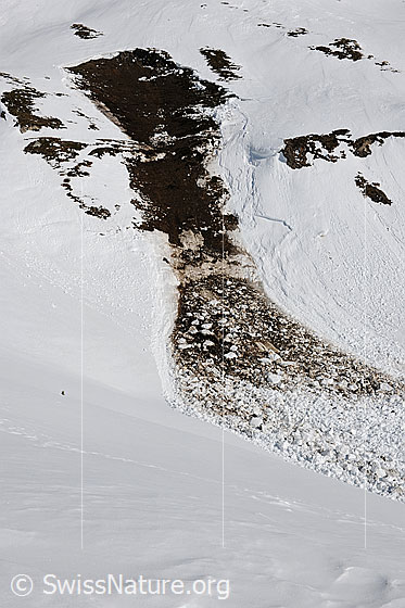 Foto: Grundlawine in steilem Berghang. Der Lawinenkegel ist im oberen Teil mit Erde vermischt.