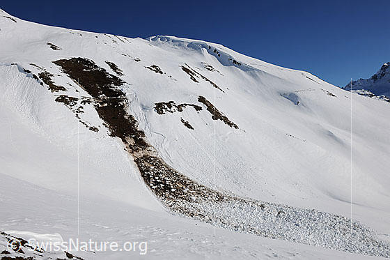 Foto: Lawine (Grundlawine) in steilem Berghang. Der Lawinenkegel ist im oberen Teil mit Erde vermischt.