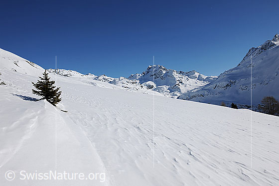 Foto: Junge Tanne in weiter, gleichmässiger Schneefläche und dem Ofenhorn im Hintergrund.