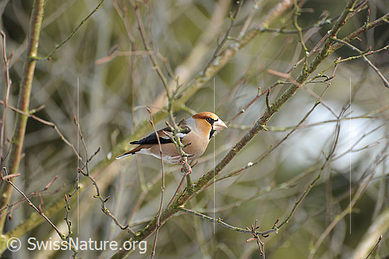 Foto: Kernbeisser (Coccothraustes coccothraustes) auf einem Zweig sitzend.