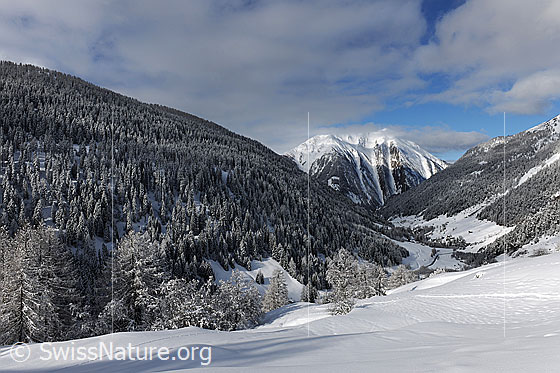Foto: Bergwälder mit Neuschnee.
Walliser Bergtal mit Neuschnee und Wolkenresten. Die Schutzwälder sind frisch verschneit. Im Hintergrund ist das Binntaler Breithorn zu sehen.