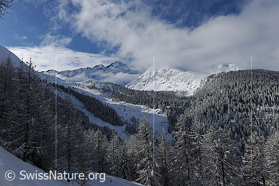 Foto: Winterwald und Nebelstimmung.
Frisch verschneiter Wald in sonniger Berglandschaft mit Nebelfetzen.