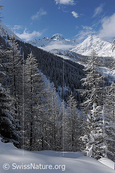 Foto: Schnee im Wald. Verschneite Lärchen und Tannenwald. Im Hintergrund Schwarzhorn und Stockhorn mit Nebelresten.
