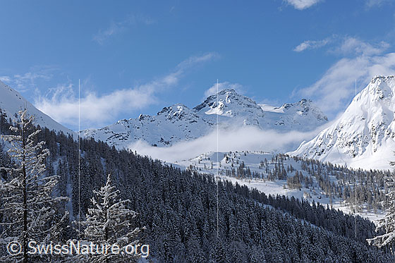 Foto: Nebelreste und Neuschnee in den Bergen. Zu sehen sind Schwarzhorn und Stockhorn und frisch verschneite Wälder und Lärchen.