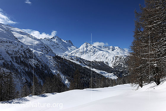 Foto: Unberührte Schneedecke und lichter Lärchenbestand. Die Berglandschaft mit Schwarzhorn und Stockhorn ist tief verschneit.