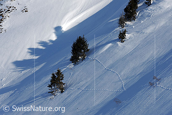 Foto: Schneehasenspuren zwischen jungen Tannen.