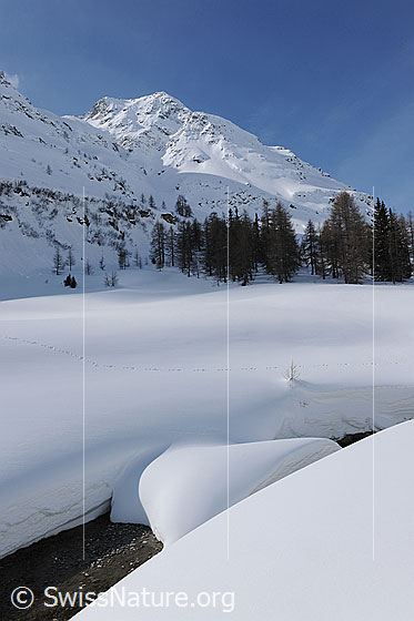 Foto: Winterliche Berglandschaft mit Chollerhorn, Lärchenwald und hoher Schneedecke am Ufer eines beinahe zugeschneiten Bachs.