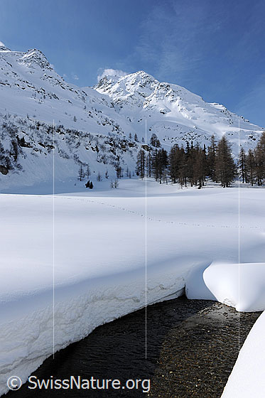 Foto: Dicke Schneedecke. Winterliche Berglandschaft mit offener Schneefläche, Lärchenwald, Chollerhorn und hoher Schneedecke am Ufer eines beinahe zugeschneiten Bachs.