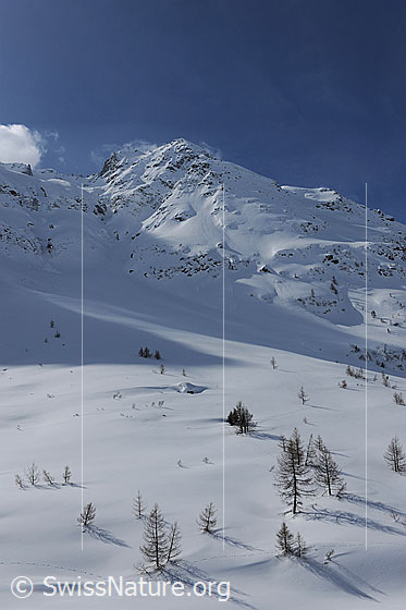 Foto: Schneefläche mit Lärchen. Vereinzelte Lärchen in schneebedeckter Berglandschaft. Im Hintergrund ist das Chollerhorn zu sehen.