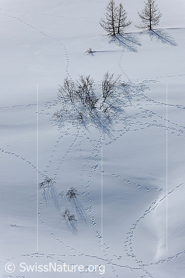 Foto: Zahlreiche Hasenspuren zieren die Schneefläche um Gebüsch und Lärchen.