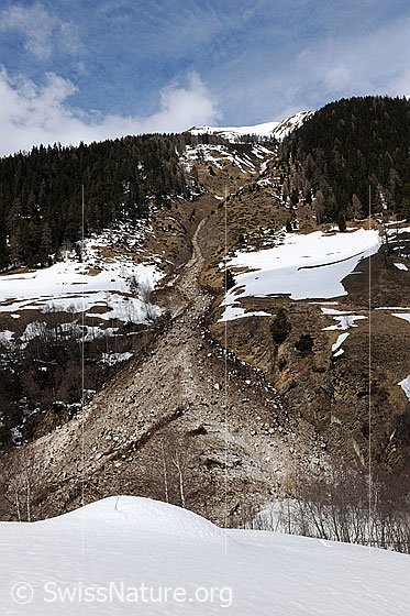 Foto: Lawinenzug und Lawinenkegel zwischen Schutzwäldern.
