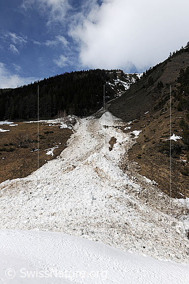 Foto: Lawinenkegel einer Nassschneelawine. Die Landschaft ist bereits schneefrei. Im Hintergrund ist Schutzwald zu sehen.