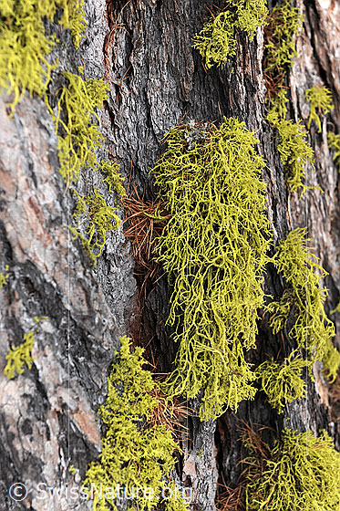 Foto: Flechten am Stamm einer Lärche.
Wahrscheinlich eine Wolfsflechte.
Lat.: Letharia vulpina
Familie: Strauchflechten