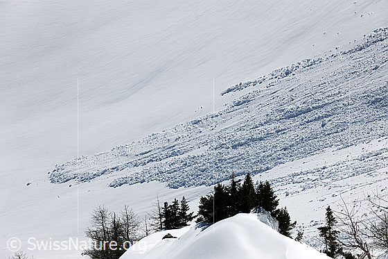Foto: Nassschneerutsch über unberührte Schneefläche. Im Vordergrund sind Tannen und eine Wächte zu sehen.