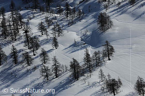 Foto: Lichter Lärchenwald mit Schattenwurf der Lärchen auf die schneebedeckte Landschaft.