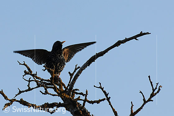 Foto: Balzender Star (Sturnus vulgaris) in Baumkrone.
Lat.: Sturnus vulgaris
Ordnung: Passeriformes (Sperlingsvögel)
Unterordnung: Passeri (Singvögel)
Familie: Sturnidae (Stare)
Unterfamilie: Sturninae
Gattung: Sturnus